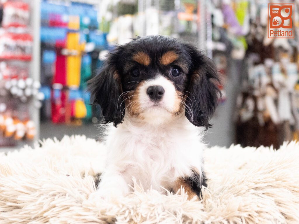 Cavalier King Charles Image #1