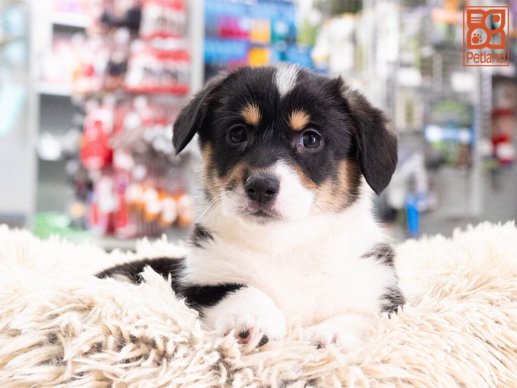 Pembroke Welsh Corgi Image #1