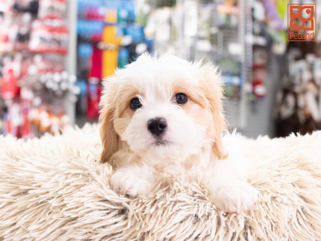 Cavachon Image #1