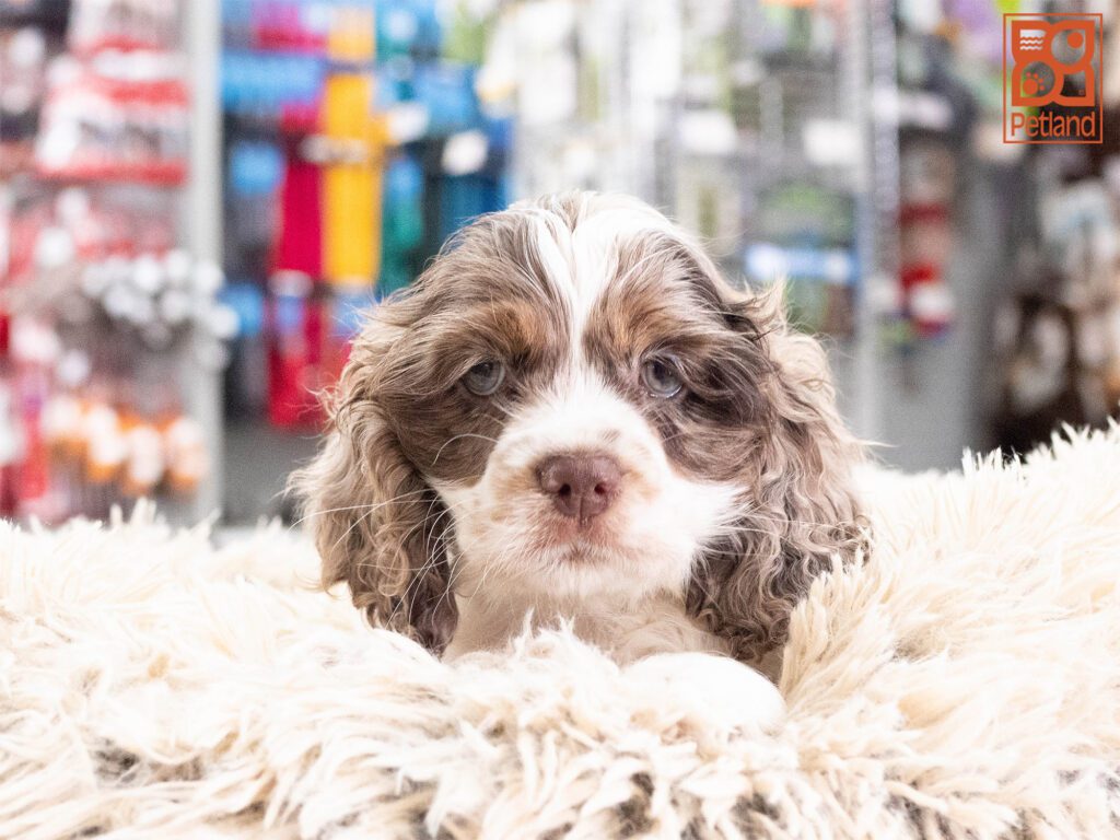 Cocker Spaniel Image #1