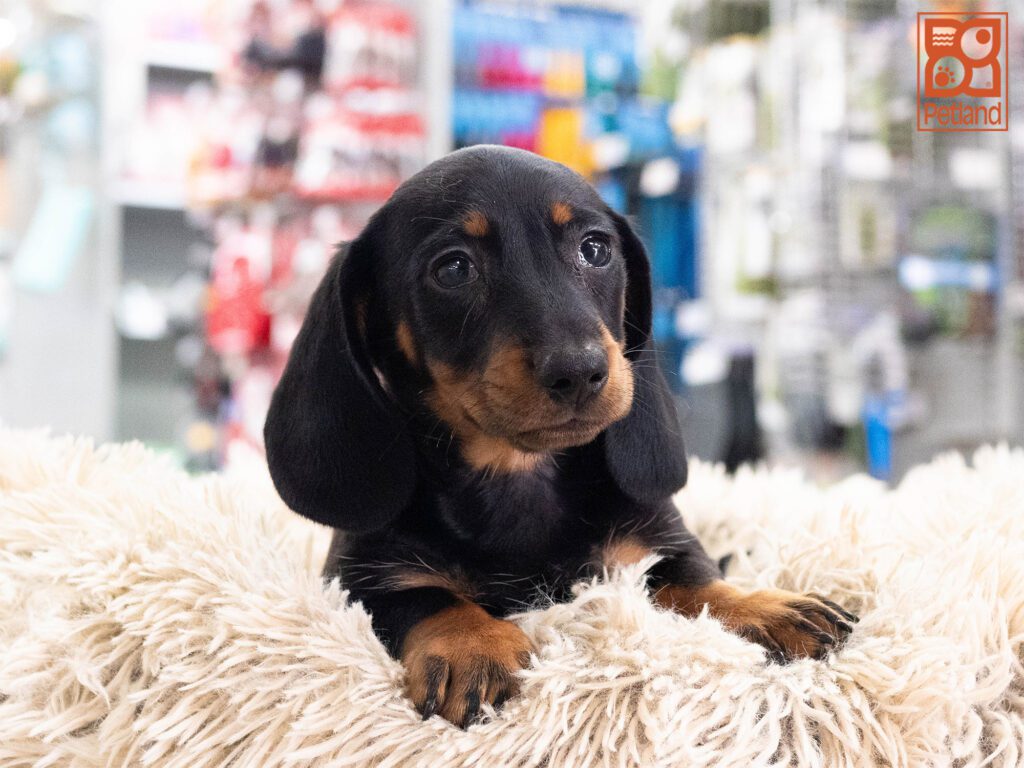 Dachshund Image #1