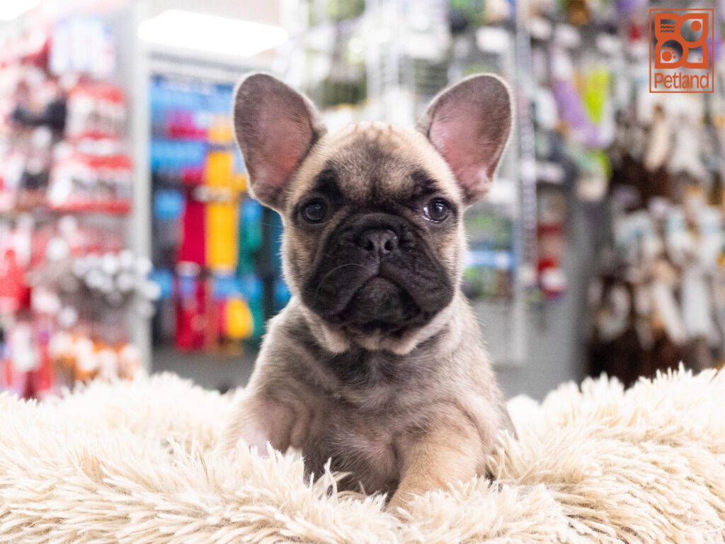French Bulldog Image #1
