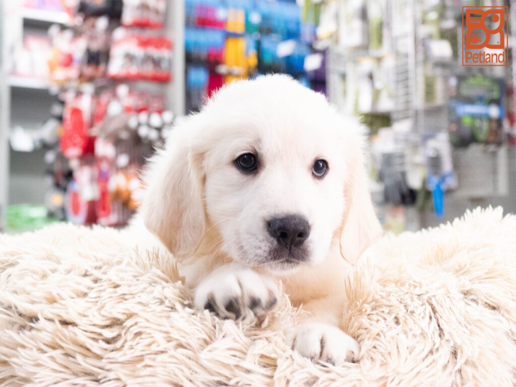 Golden Retriever Image #1