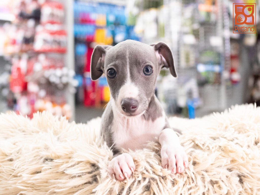 Italian Greyhound Image #1