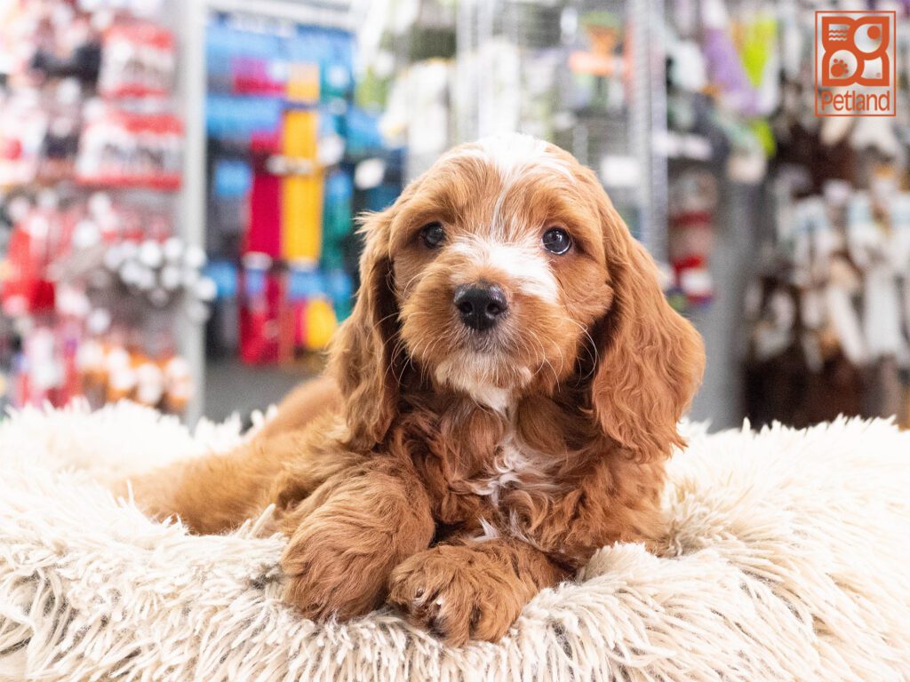 Mini Goldendoodle 2nd Gen Image #1