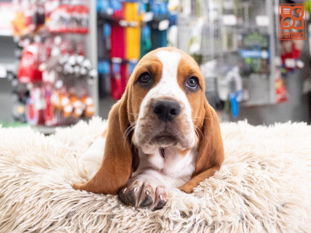Basset Hound Image #1