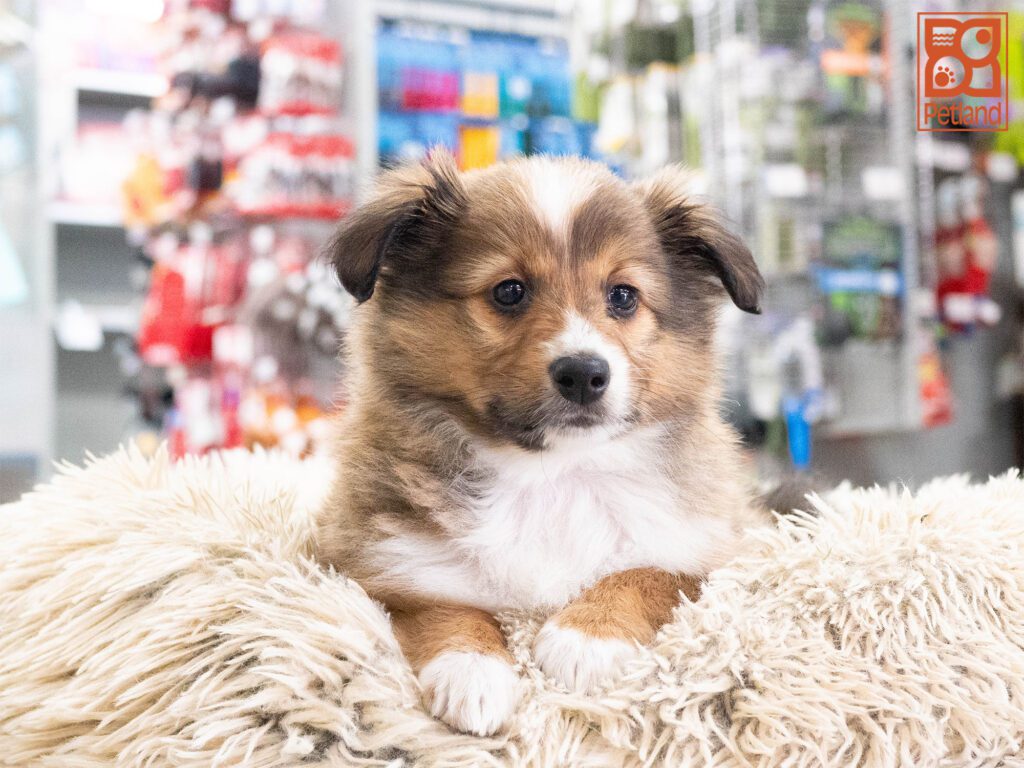 Shetland Sheepdog Image #1
