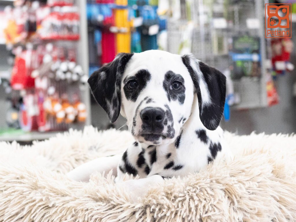 Dalmatian Image #1