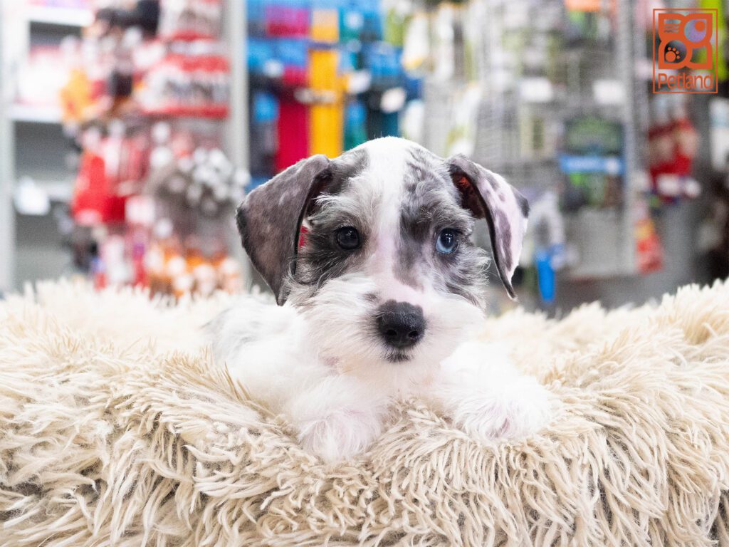 Mini Schnauzer Image #1