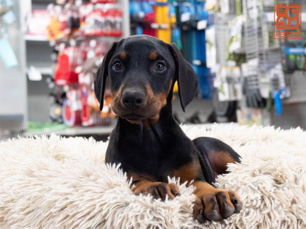 Doberman Pinscher Image #1