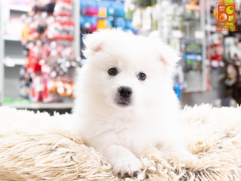American Eskimo Image #1