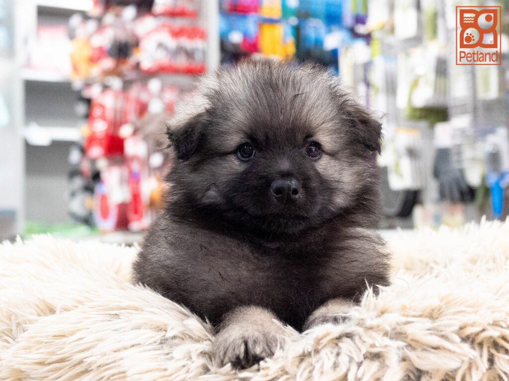 Keeshond Image #1