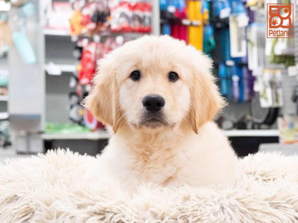 Golden Retriever Image #1