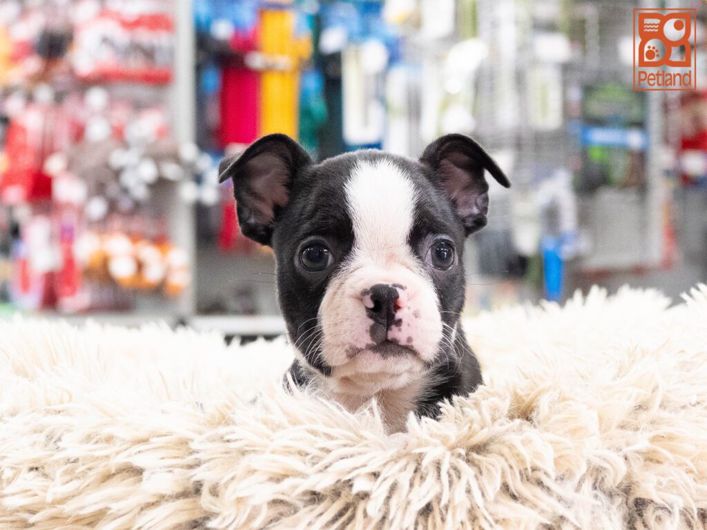 Boston Terrier Image #1