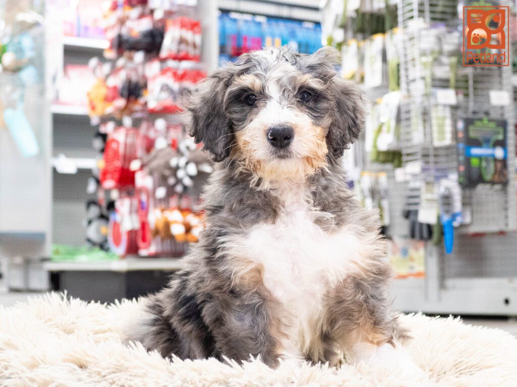 Bernadoodle Image #1