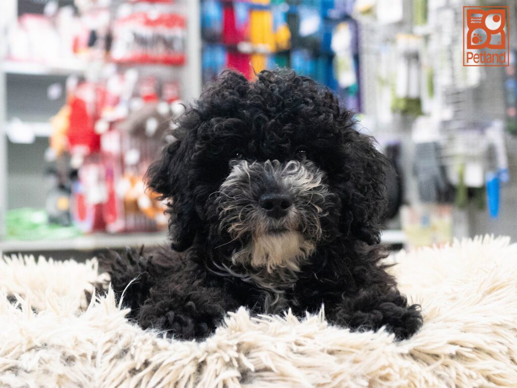 Mini Bernedoodle 2nd Gen Image #1