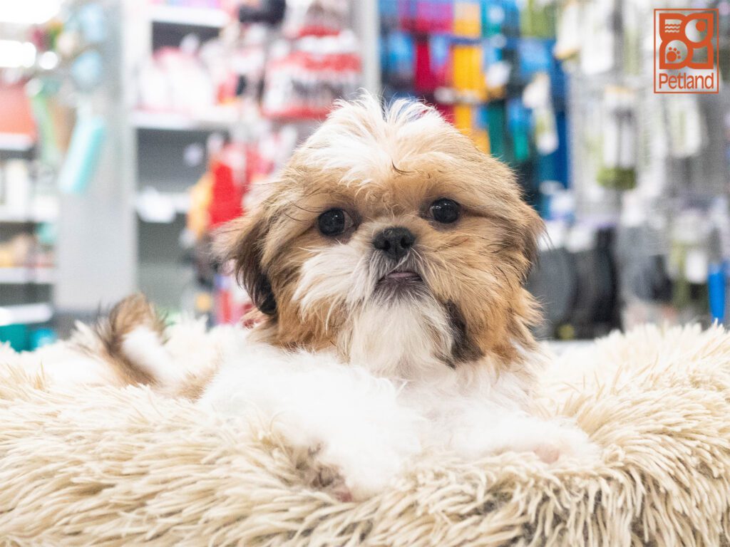 Shih Tzu Image #1