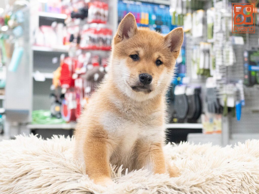 Shiba Inu Image #1