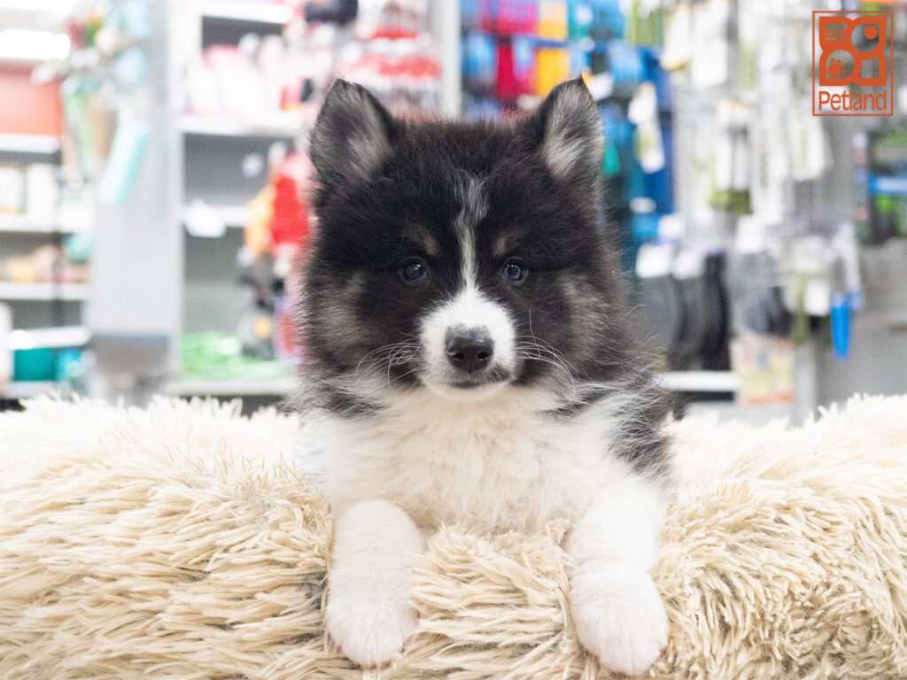Pomsky 2nd Gen Image #1