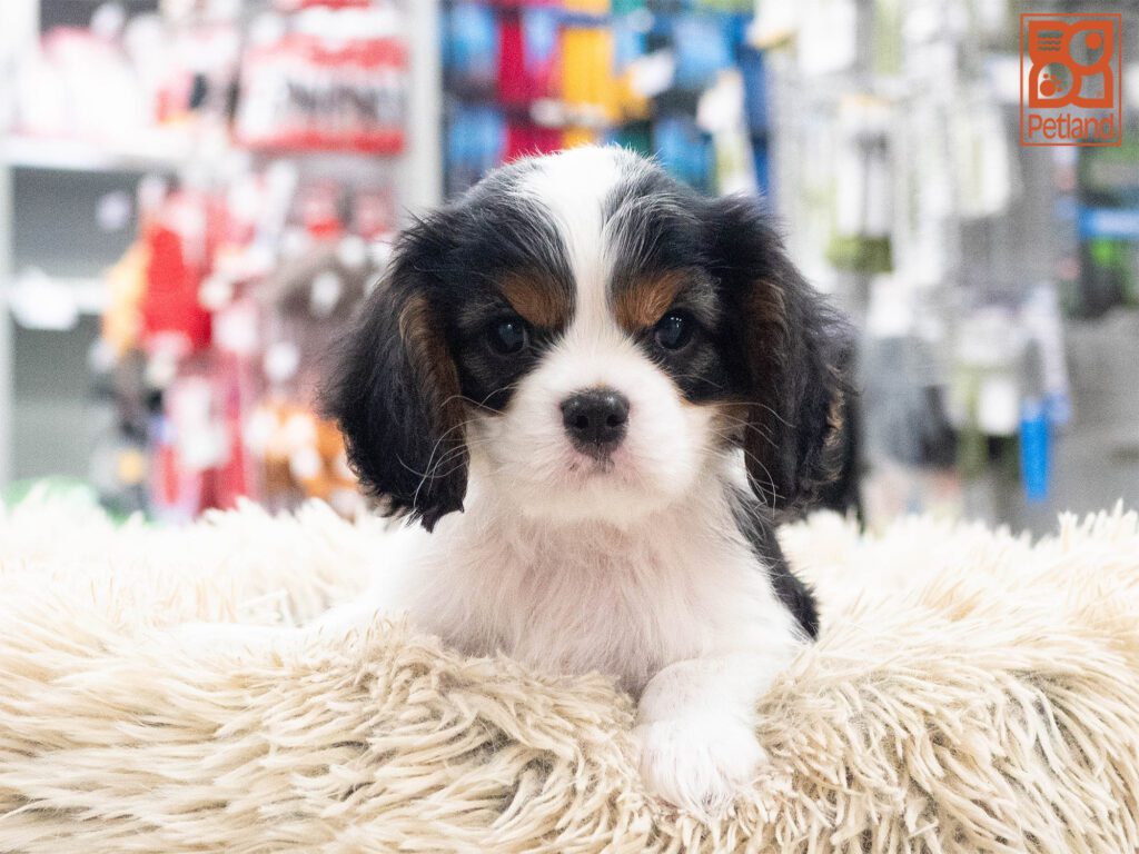 Cavalier King Charles Image #1