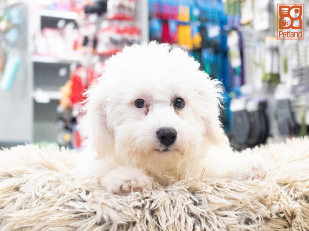 Bichon Frise Image #1