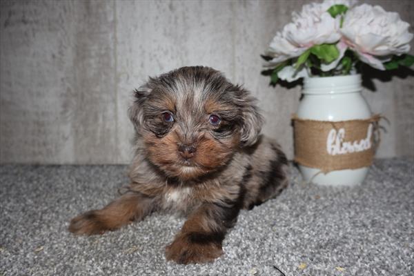 Mini Schnauzer Image #1