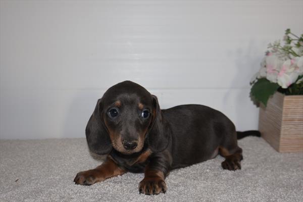 Dachshund Image #1