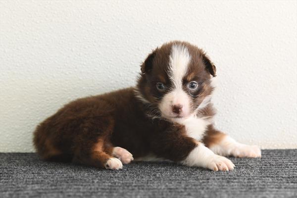 Australian Shepherd Image #1