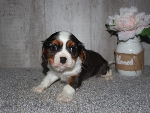 Cavalier King Charles Image #1