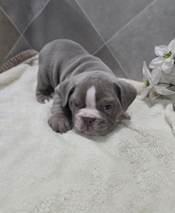 Victorian Bulldog Image #1