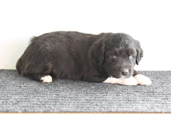 Mini Australian Shepherd Image #1