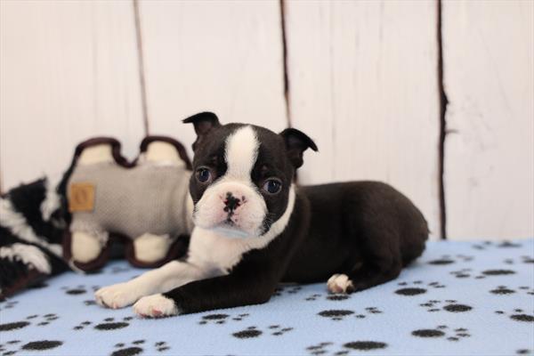 Boston Terrier Image #1