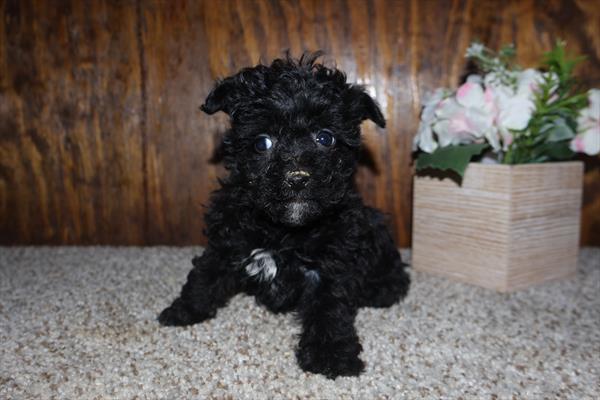 Yorkipoo Image #1