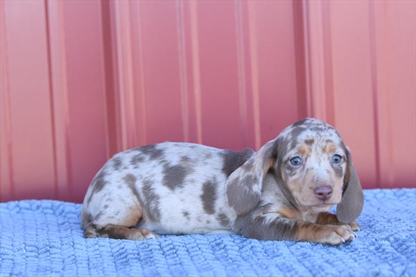 Dachshund Image #1