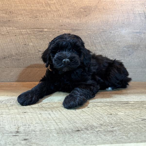 Mini Schnoodle Image #1