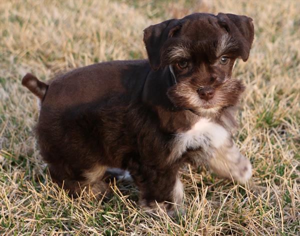 Mini Schnauzer Image #1