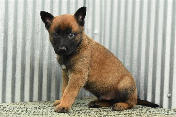 Belgian Malinois Image #1