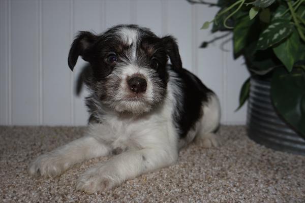 Mini Schnauzer Image #1