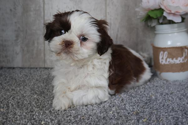Shih Tzu Image #1