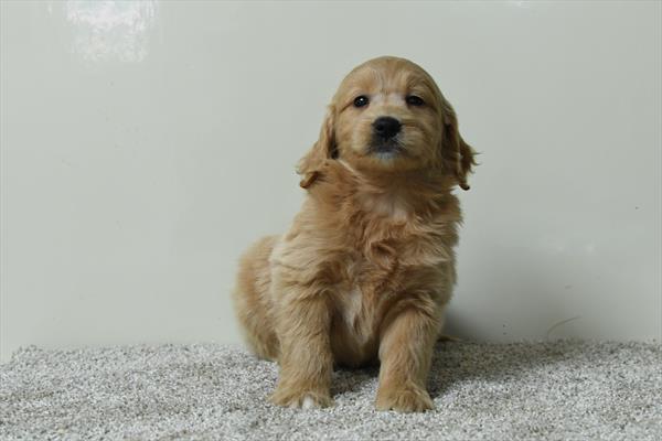 Mini Goldendoodle Image #1