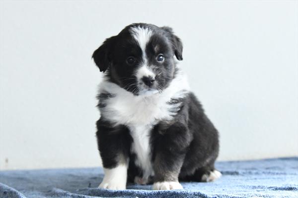 Australian Shepherd Image #1