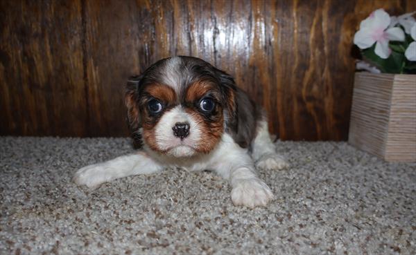 Cavalier King Charles Image #1