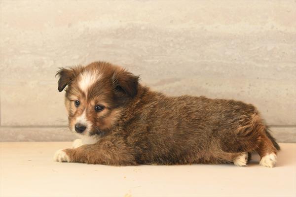 Shetland Sheepdog Image #1