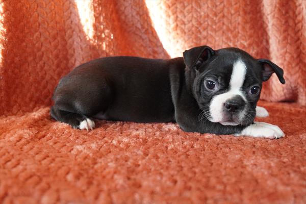 Boston Terrier Image #1