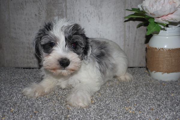 Mini Schnauzer Image #1