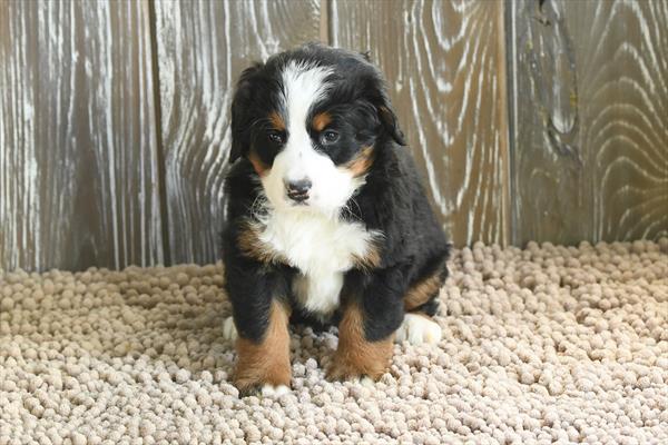 Bernese Mountain Dog Image #1