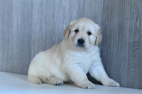 Golden Retriever Image #1