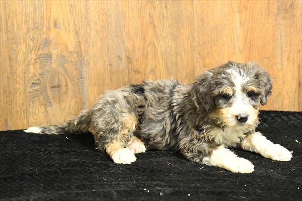 Bernadoodle Image #1