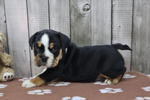 Beabull 2nd Gen Image #1