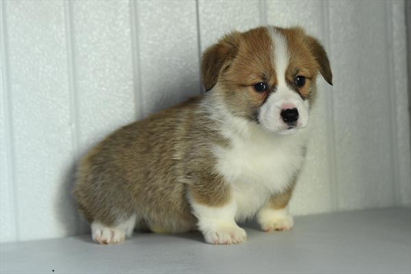 Pembroke Welsh Corgi Image #1